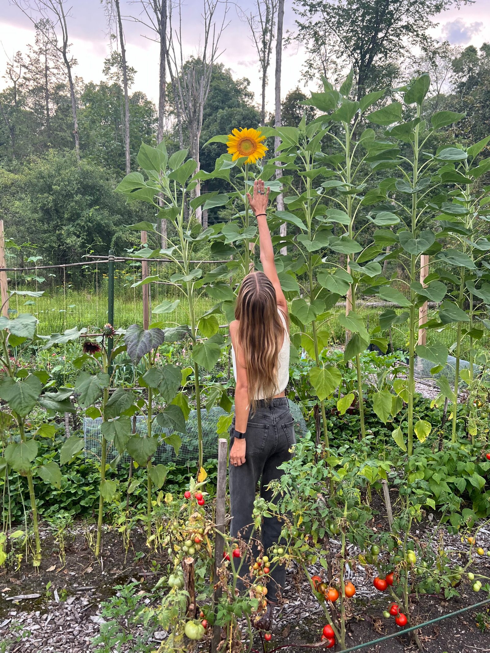 Building a Website for Hill Lake Farm: A Journey into Permaculture